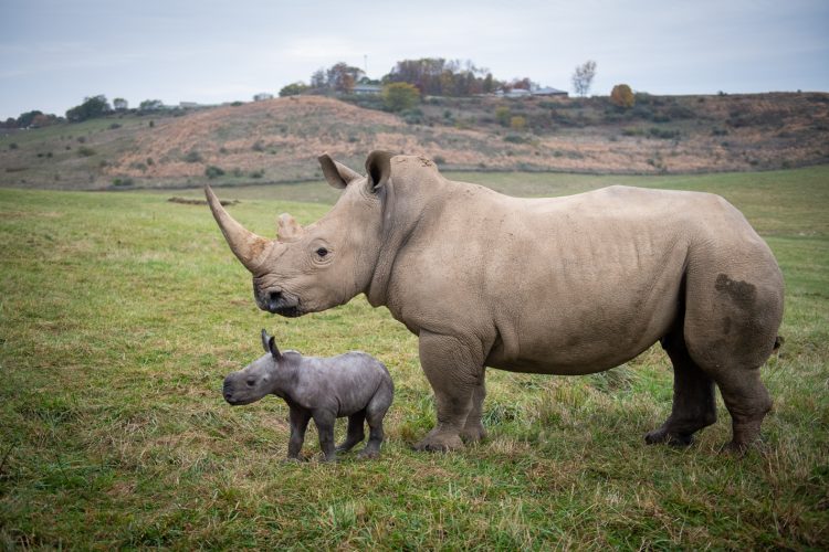 The Wilds Safari Park Now Open for Season